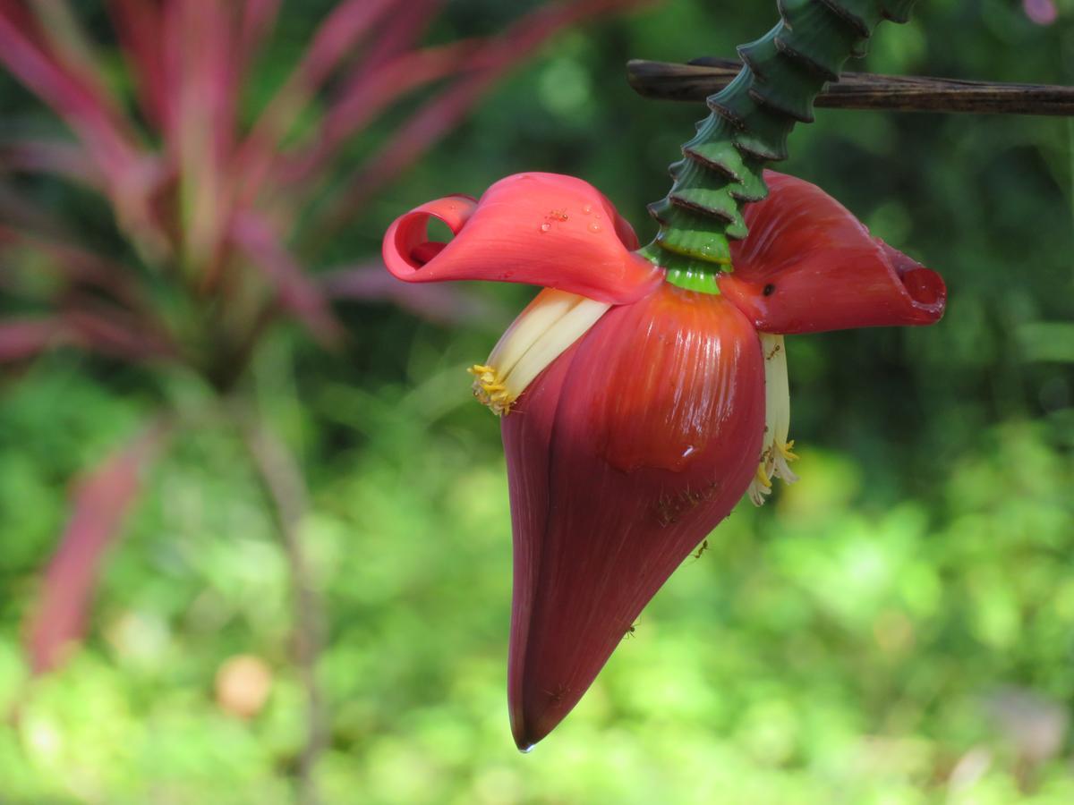 Manora Garden Hotel Phang Nga Luaran gambar